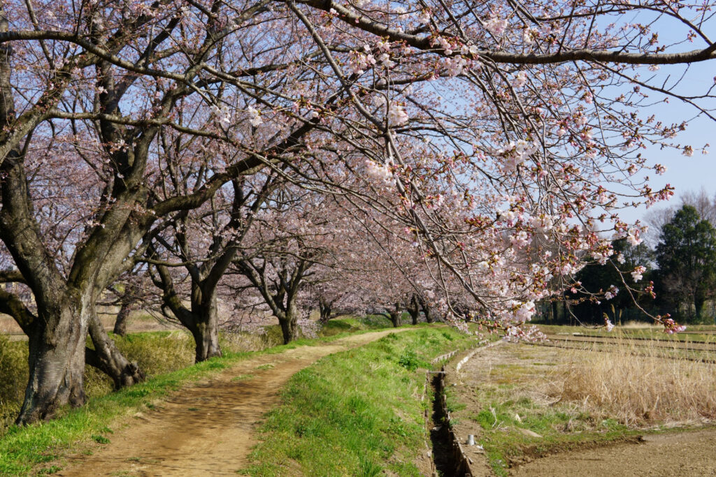 帰路|姫宮落川から駅までの桜