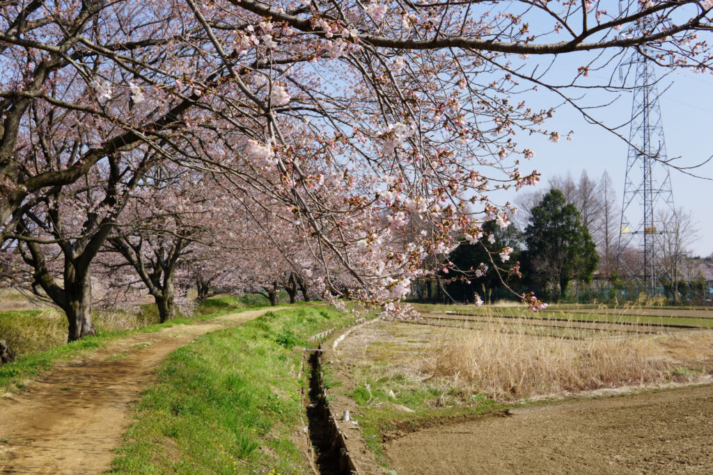 帰路|姫宮落川から駅までの桜