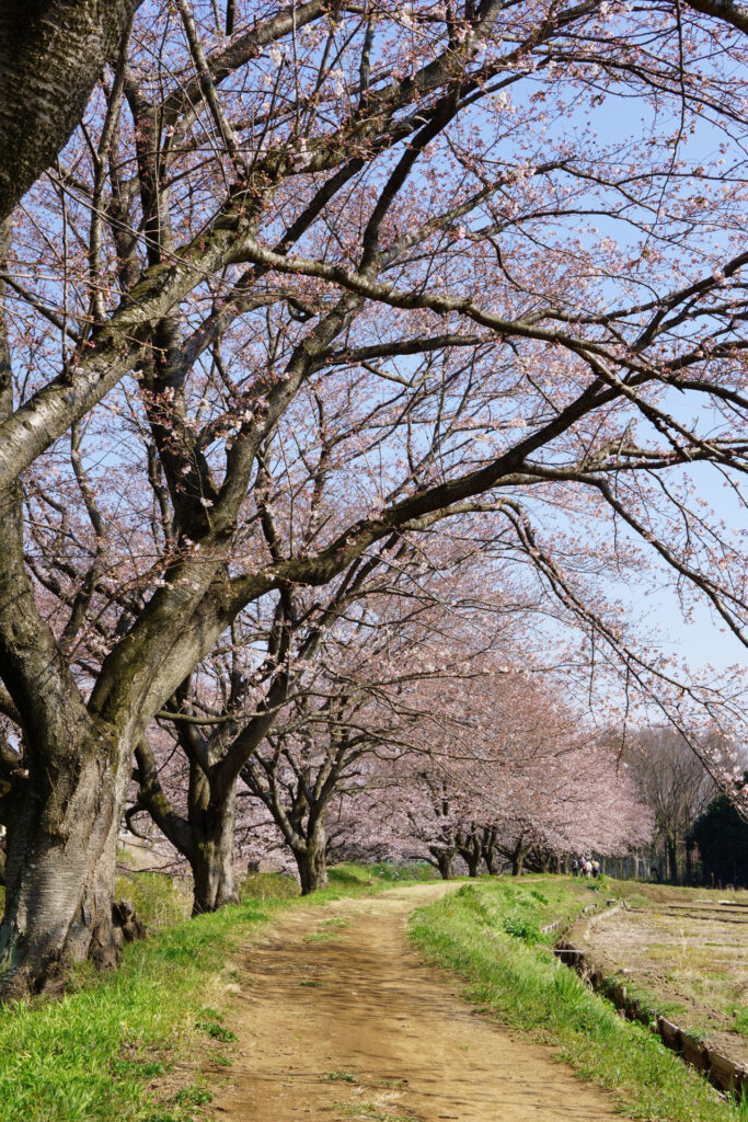 帰路|姫宮落川から駅までの桜