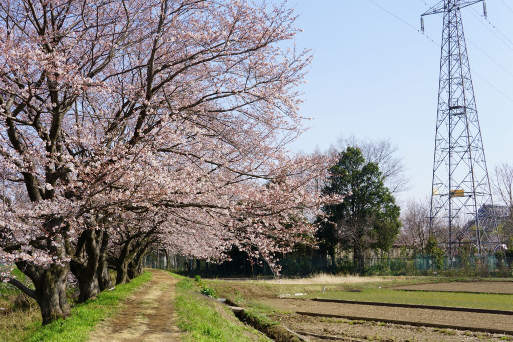 帰路|姫宮落川から駅までの桜