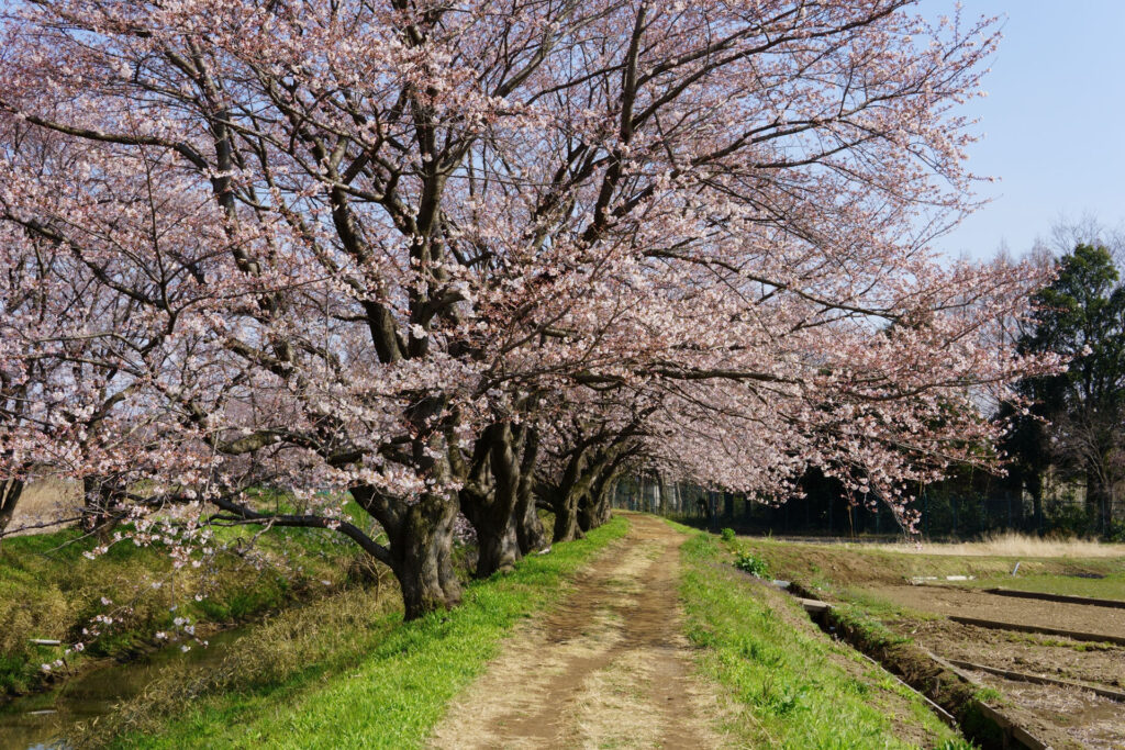帰路|姫宮落川から駅までの桜