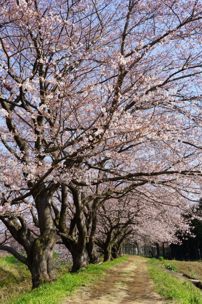 帰路|姫宮落川から駅までの桜