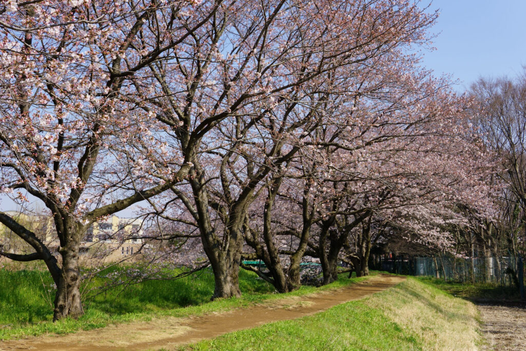 帰路|姫宮落川から駅までの桜