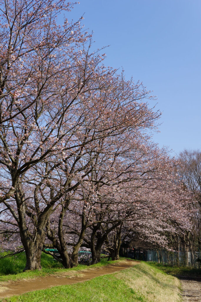 帰路|姫宮落川から駅までの桜