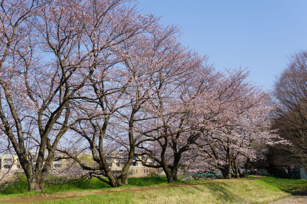 帰路|姫宮落川から駅までの桜