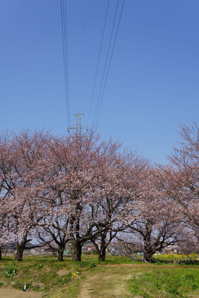 帰路|姫宮落川から駅までの桜