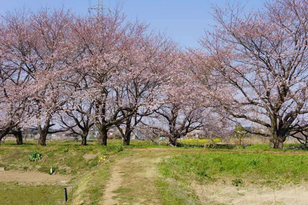 帰路|姫宮落川から駅までの桜