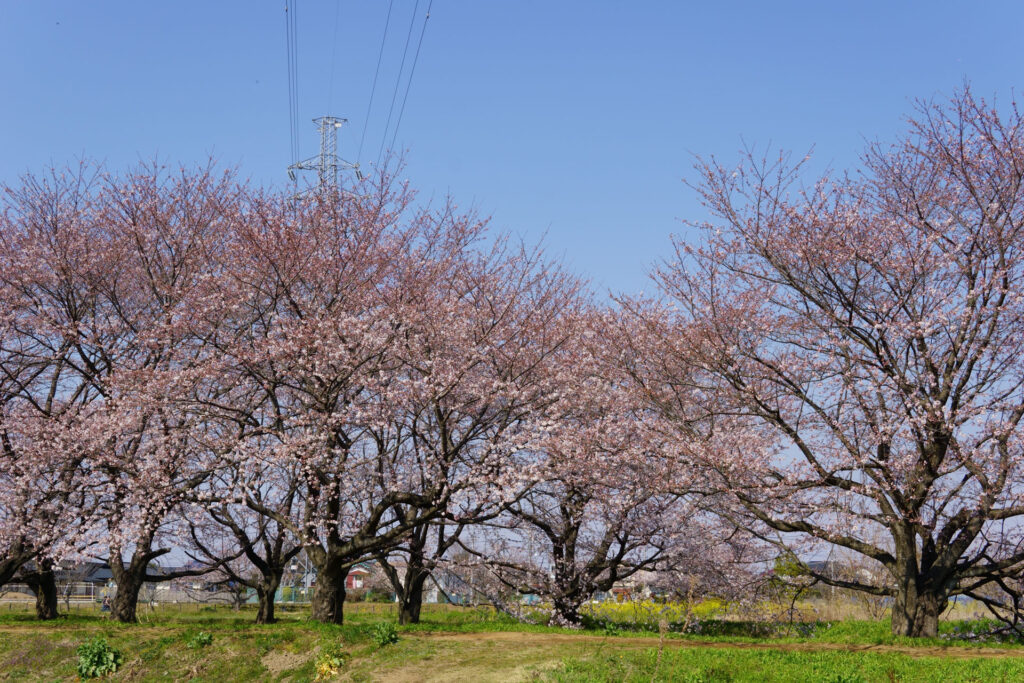 帰路|姫宮落川から駅までの桜