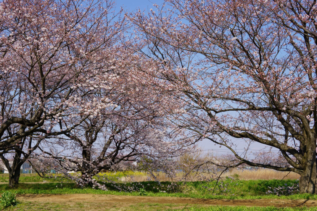 帰路|姫宮落川から駅までの桜