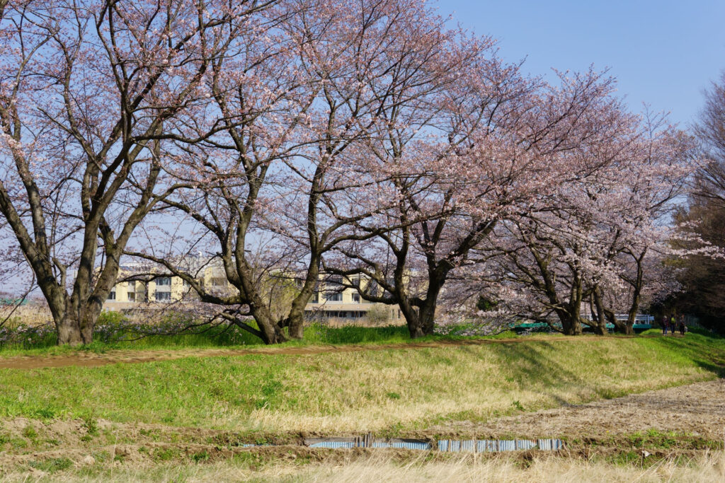 帰路|姫宮落川から駅までの桜
