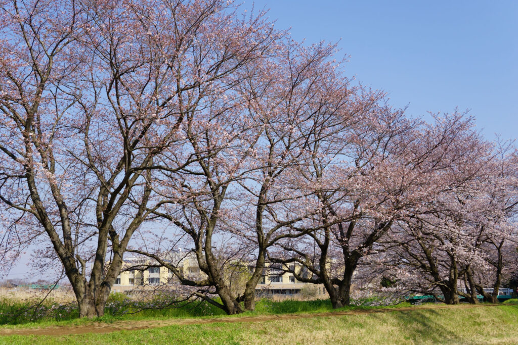 帰路|姫宮落川から駅までの桜