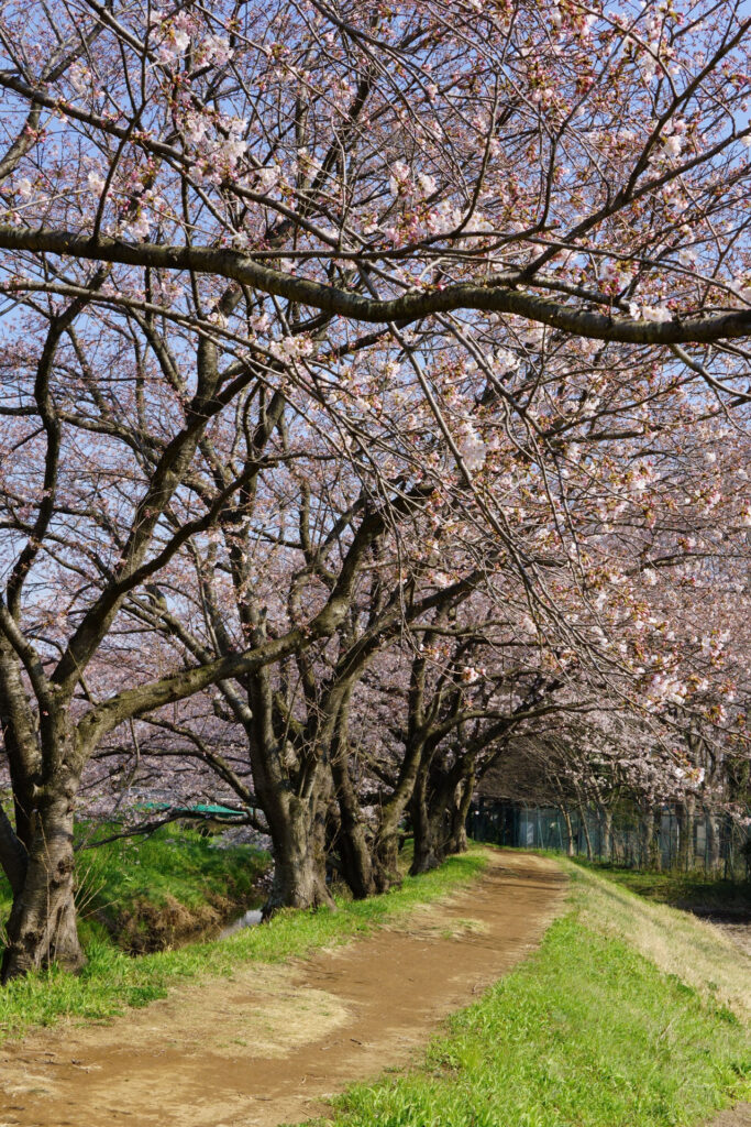 帰路|姫宮落川から駅までの桜