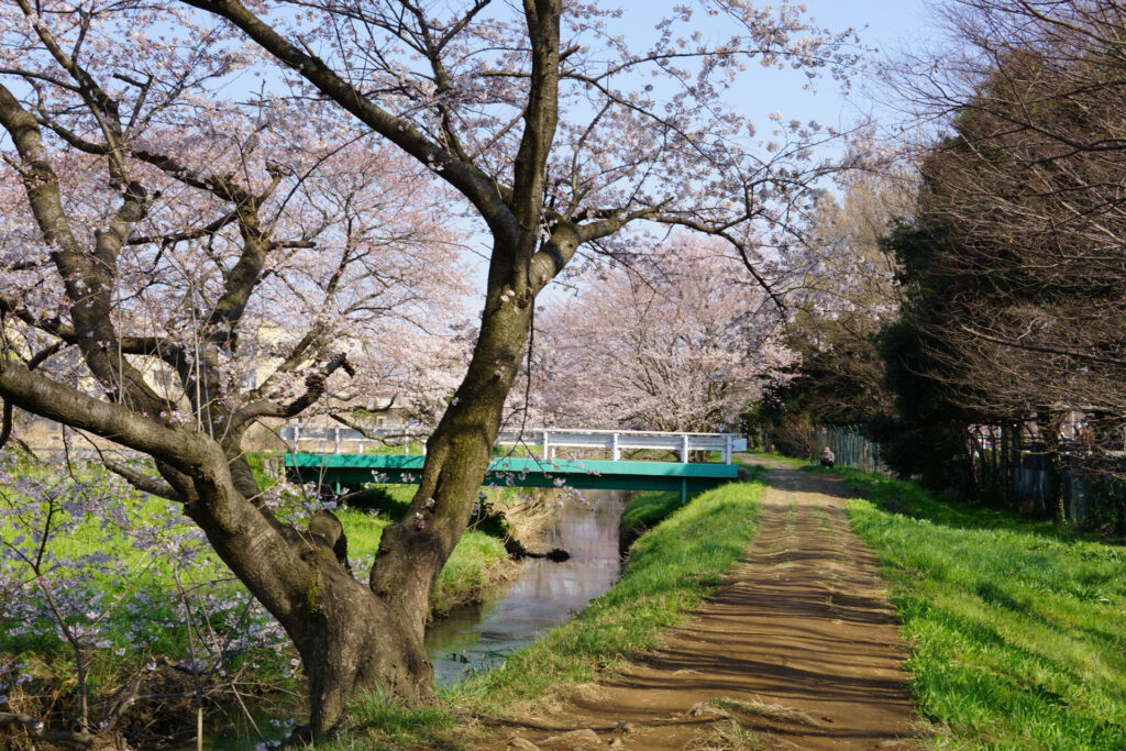 帰路|姫宮落川から駅までの桜