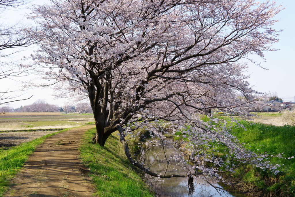 帰路|姫宮落川から駅までの桜