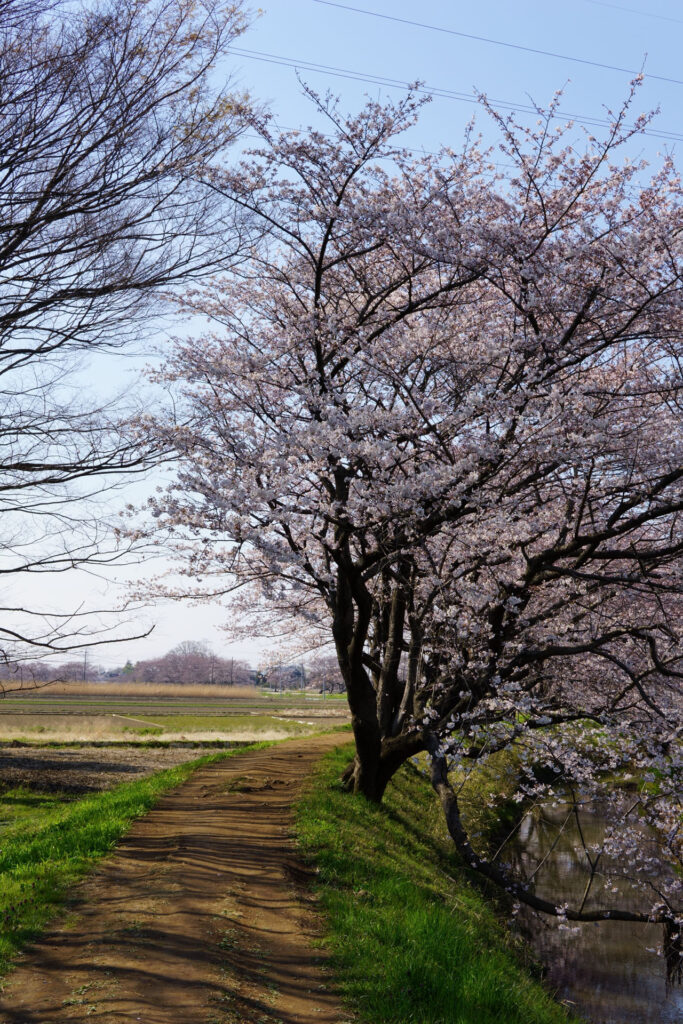 帰路|姫宮落川から駅までの桜