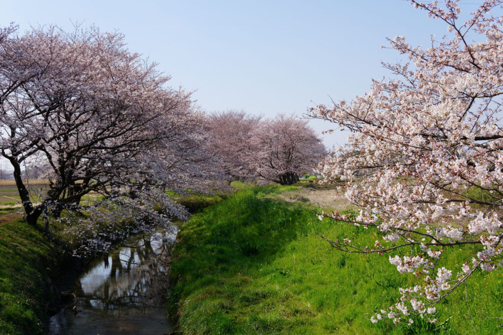 帰路|姫宮落川から駅までの桜
