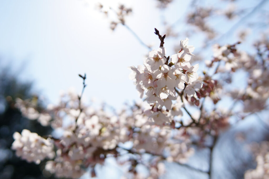 帰路|姫宮落川から駅までの桜