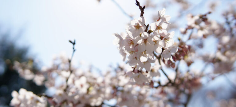 東武動物公園 隠れた桜の名所【2017-8】