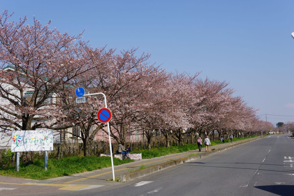 帰路|姫宮落川から駅までの桜