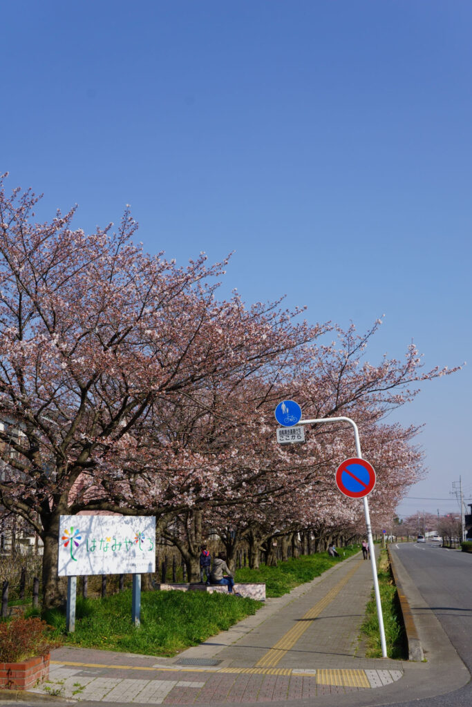 帰路|姫宮落川から駅までの桜