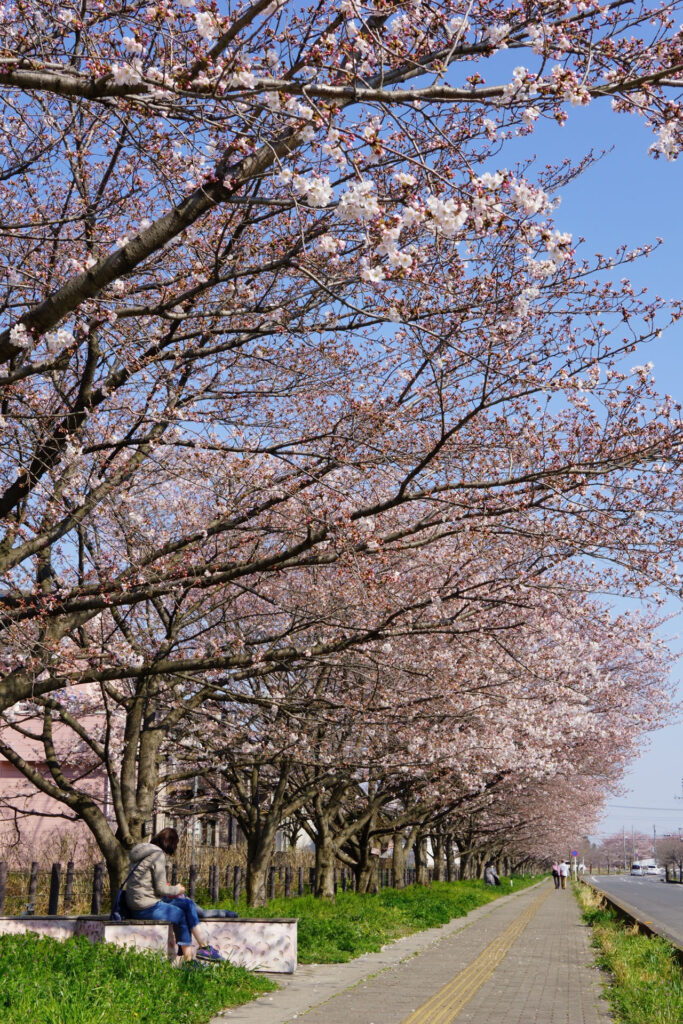 帰路|姫宮落川から駅までの桜
