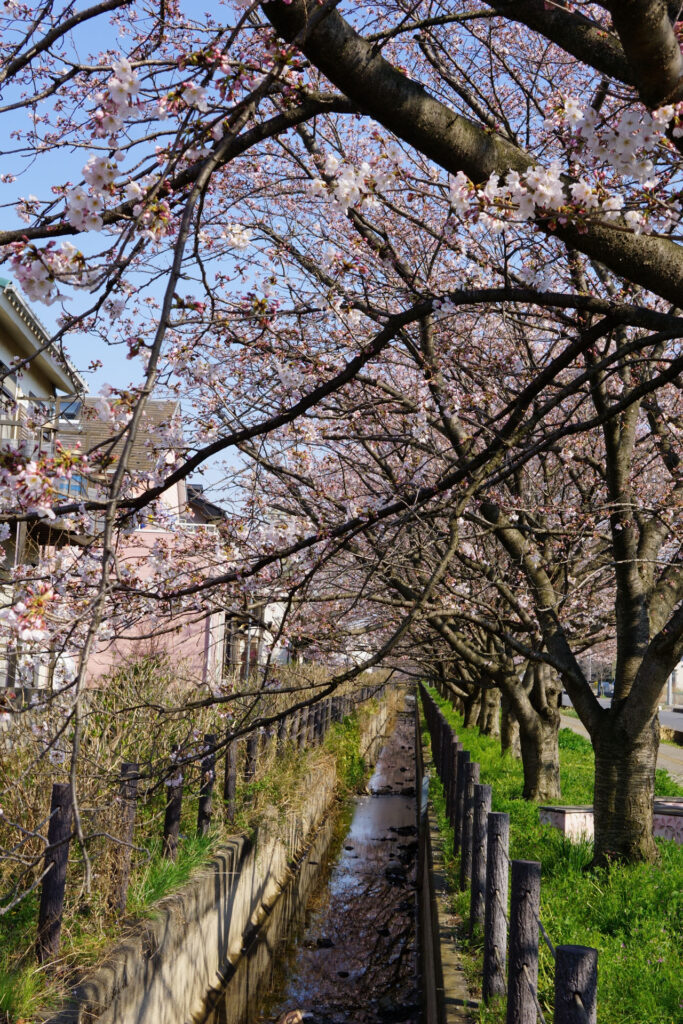 帰路|姫宮落川から駅までの桜