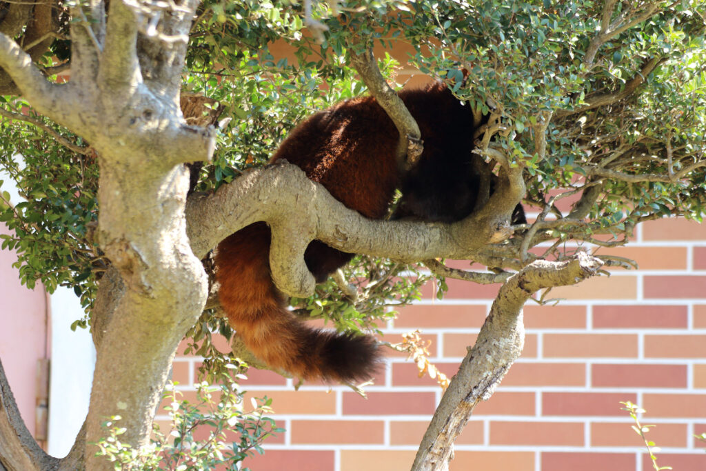 東武動物公園の動物達