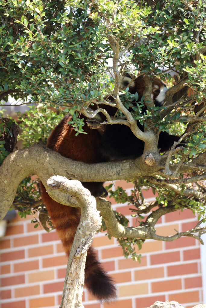 東武動物公園の動物達