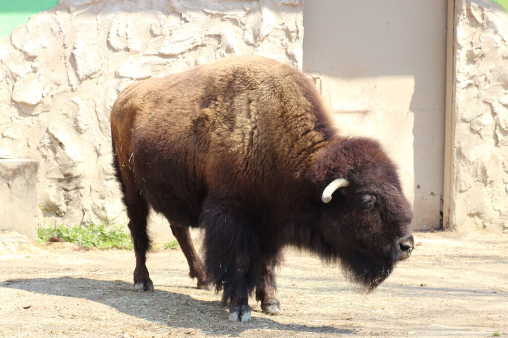 東武動物公園の動物達