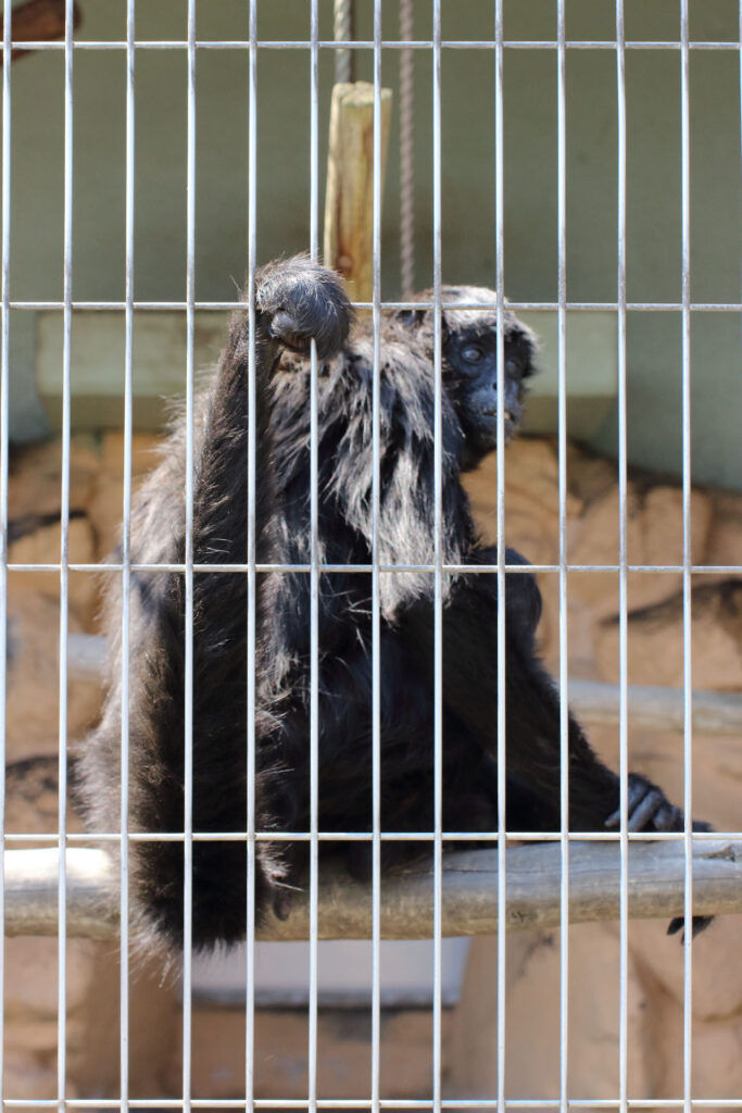 東武動物公園の動物達