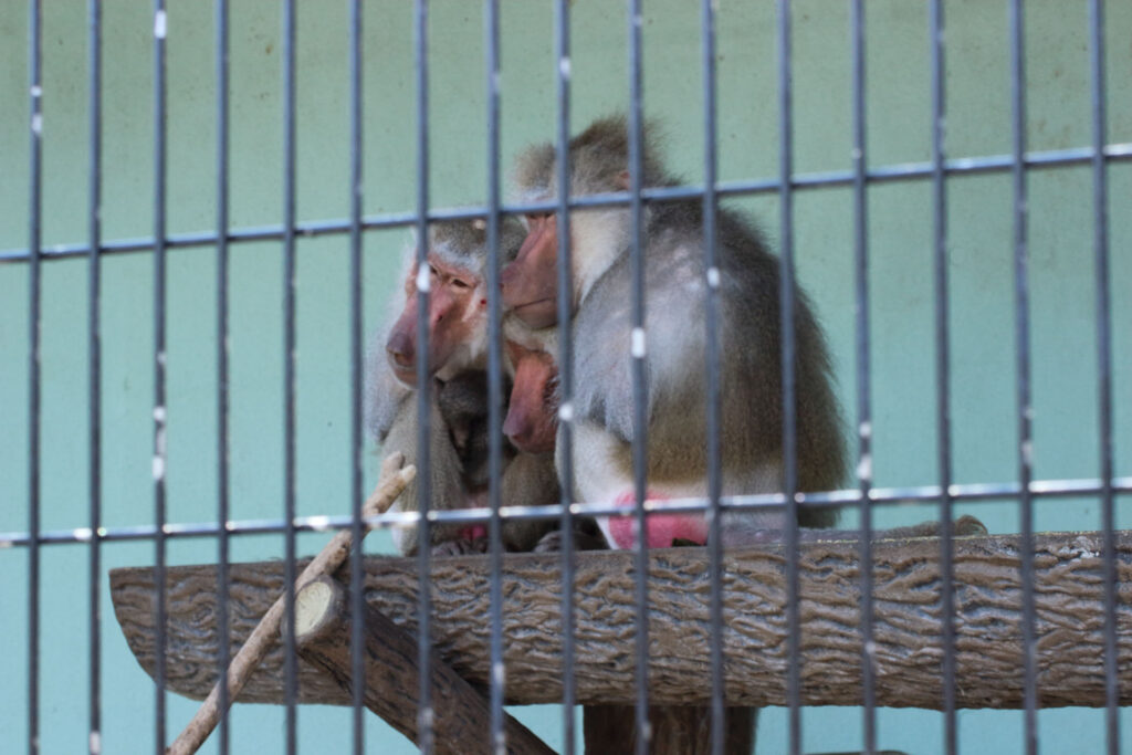 東武動物公園の動物達