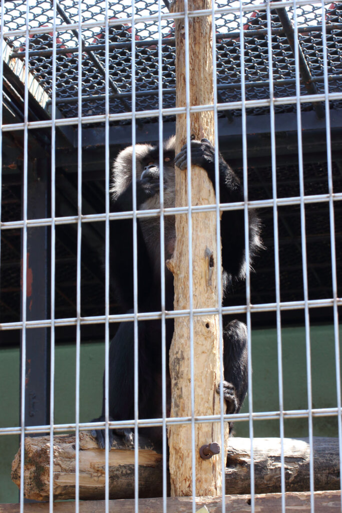 東武動物公園の動物達