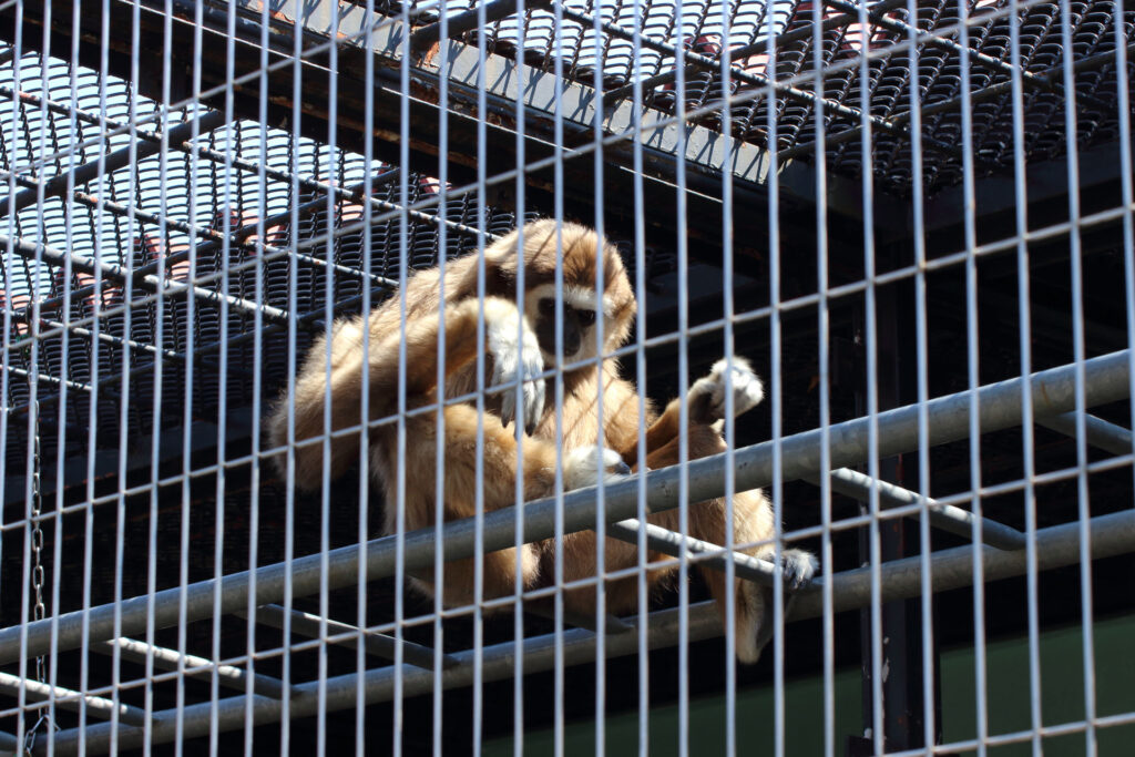 東武動物公園の動物達