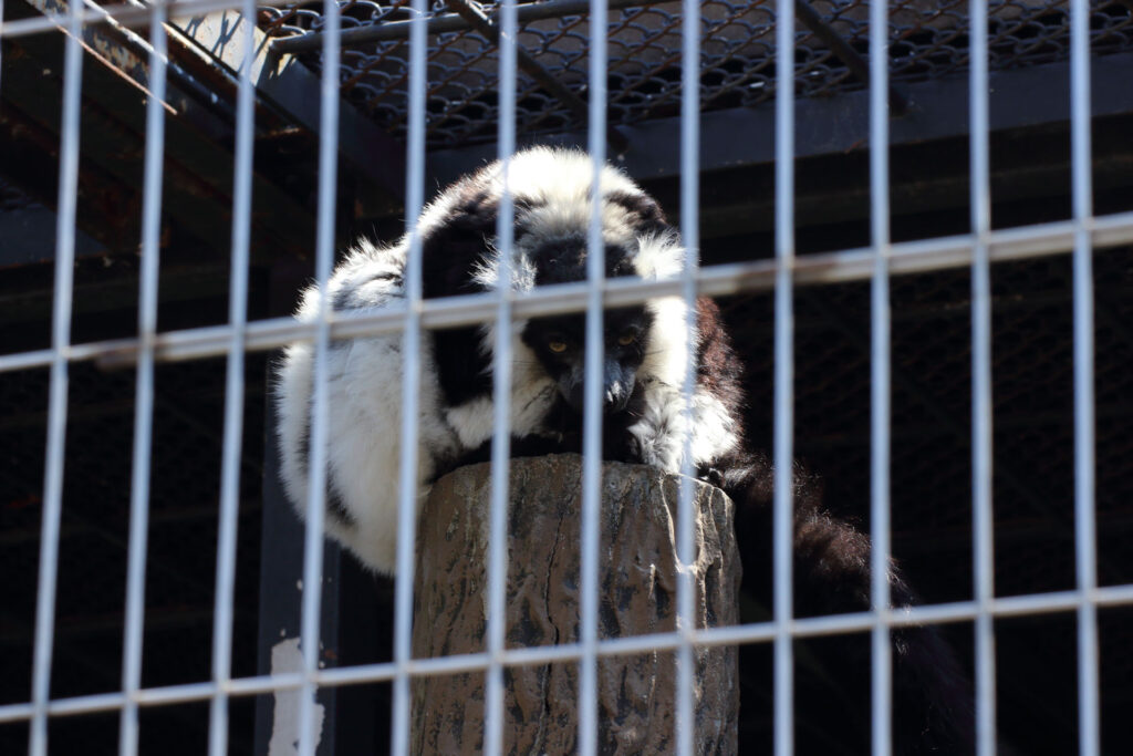 東武動物公園の動物達