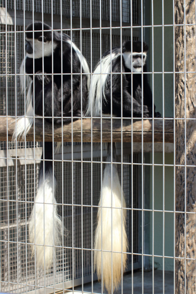 東武動物公園の動物達