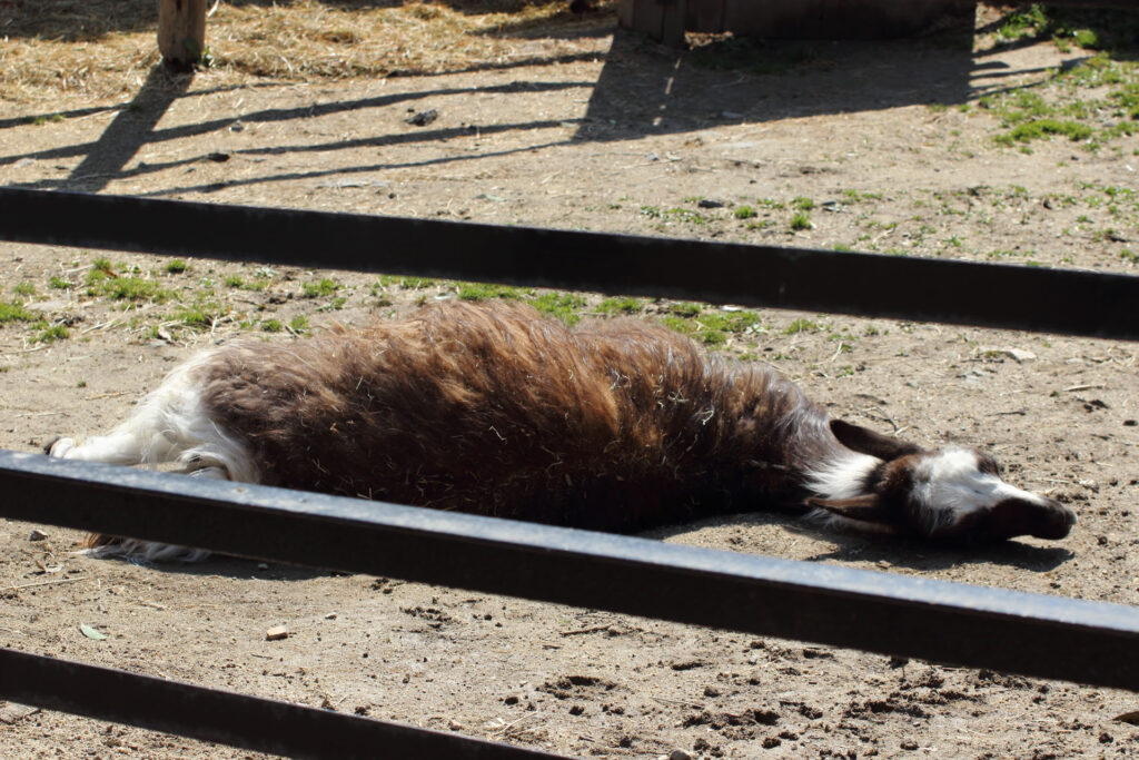東武動物公園の動物達