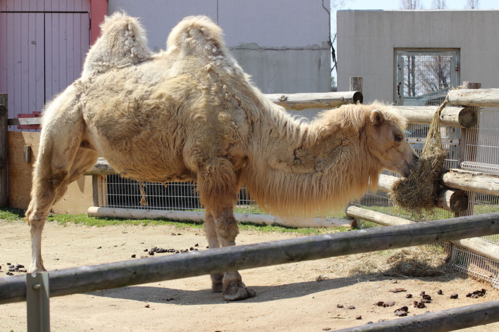 東武動物公園の動物達