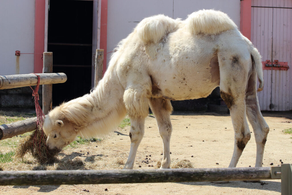 東武動物公園の動物達