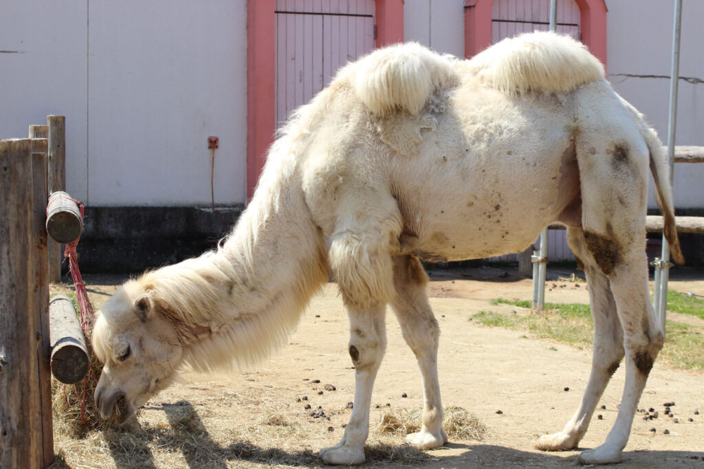 東武動物公園の動物達