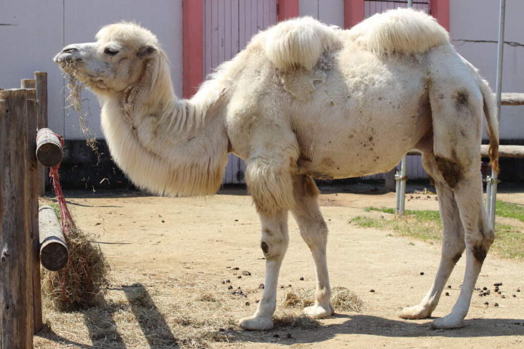 東武動物公園の動物達