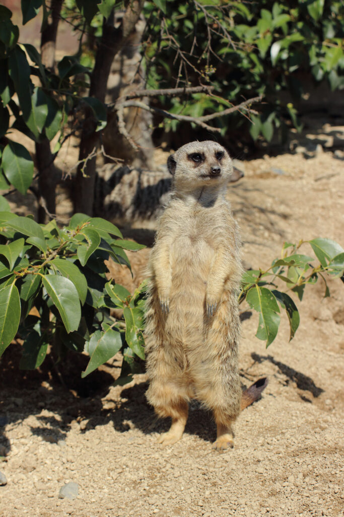東武動物公園の動物達