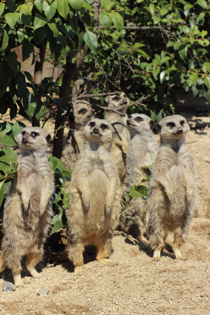 東武動物公園の動物達