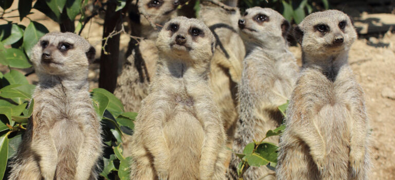 東武動物公園の動物達【2017-1】