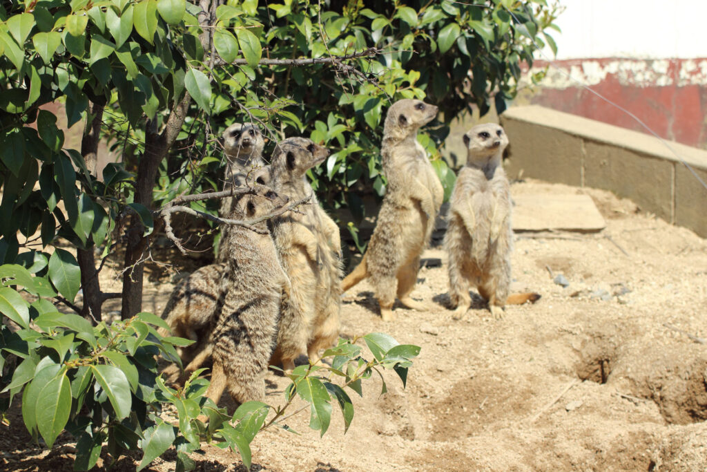 東武動物公園の動物達