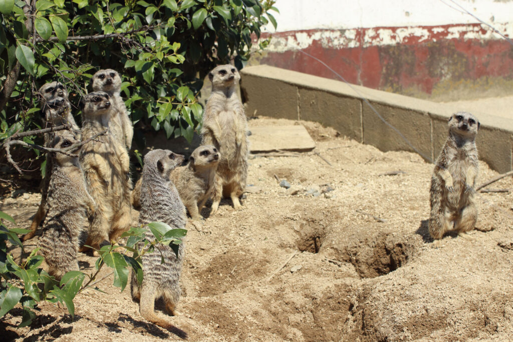 東武動物公園の動物達