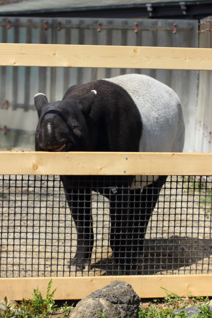 東武動物公園の動物達