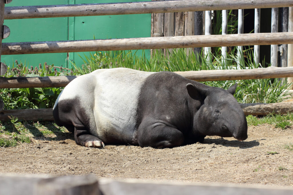 東武動物公園の動物達