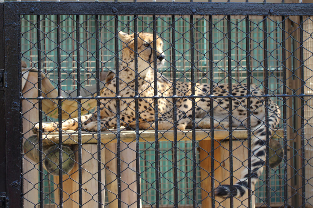 東武動物公園の動物達