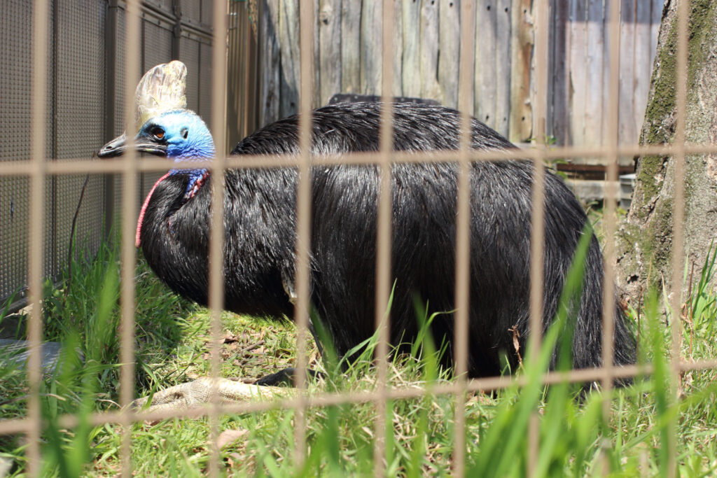 東武動物公園の動物達