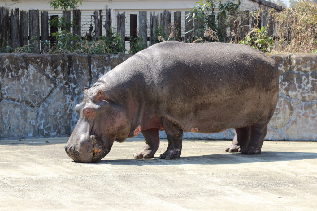 東武動物公園の動物達